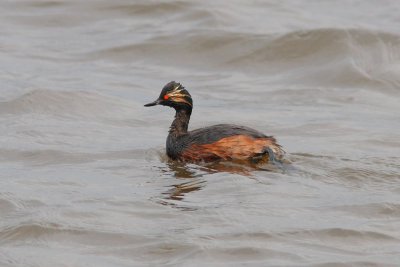 Podiceps nigricollis - Black-necked Grebe