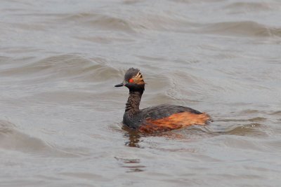 Podiceps nigricollis - Black-necked Grebe