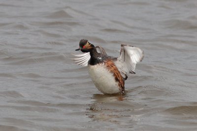 Podiceps nigricollis - Black-necked Grebe