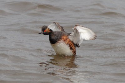 Podiceps nigricollis - Black-necked Grebe