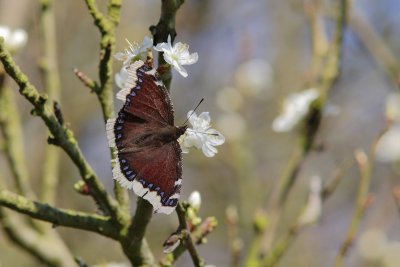 Nymphalis antiopa - Camberwell Beauty