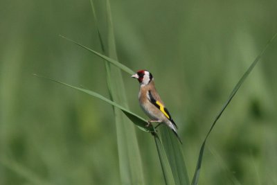 Carduelis carduelis - European Goldfinch
