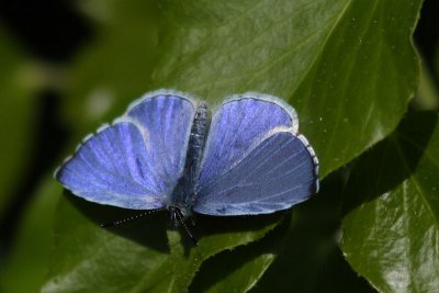 Celastrina argiolus - Holly Blue