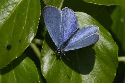 Celastrina argiolus - Holly Blue