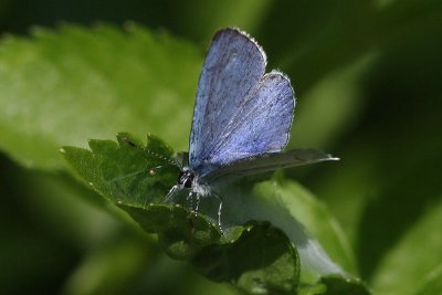Celastrina argiolus - Holly Blue