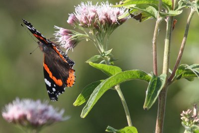 Vanessa atalanta - Red Admiral