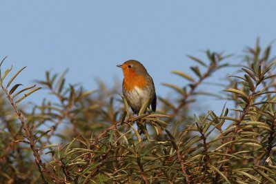 Erithacus rubecula - European Robin