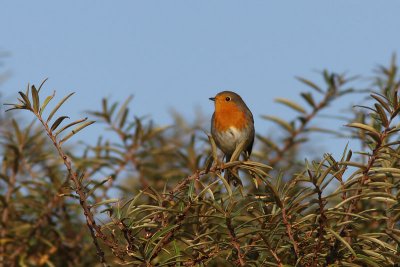 Erithacus rubecula - European Robin
