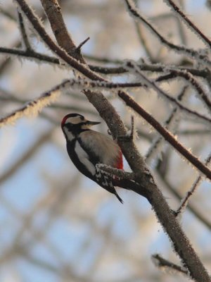 Dendrocopos major - Great Spotted Woodpecker