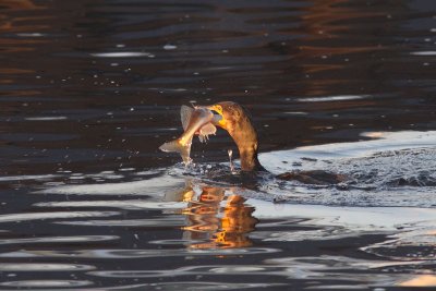 Phalacrocorax carbo - Cormorant