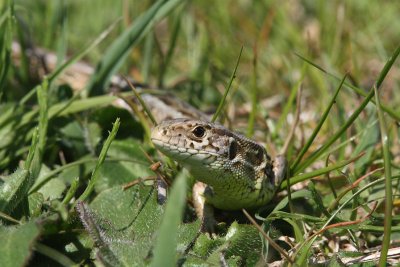 Lacerta agilis - Sand Lizard