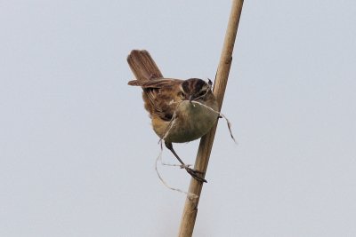 Acrocephalus schoenobaenus - Sedge Warbler