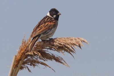 Emberiza schoeniclus - Reed Bunting