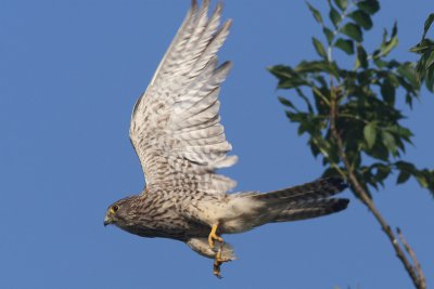 Falco tinnunculus - Kestrel