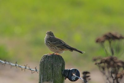 Anthus pratensis - Meadow Pipit