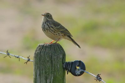 Anthus pratensis - Meadow Pipit