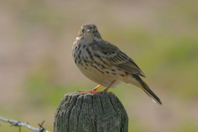 Anthus pratensis - Meadow Pipit