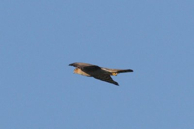 Accipiter ninus - Sparrow Hawk