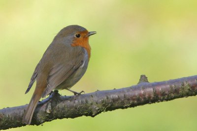 Erithacus rubecula - European Robin