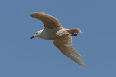 Larus glaucescens - Glaucous-winged Gull