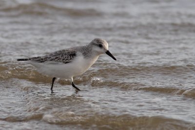 Calidris alba - Sanderling