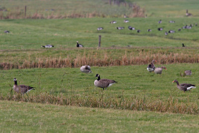 The left most bird is a hybrid Canada x Greylag goose 
Branta canadensis x Anser anser