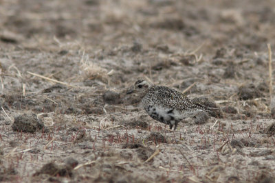 Pluvialis apricaria - Eurasian Golden Plover