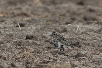 Pluvialis apricaria - Eurasian Golden Plover