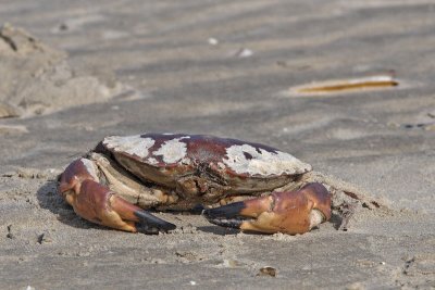 Cancer pagurus - Edible crab