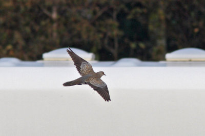 Streptopelia turtur - European Turtle-Dove