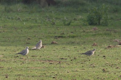 Streptopelia turtur - European Turtle-Dove