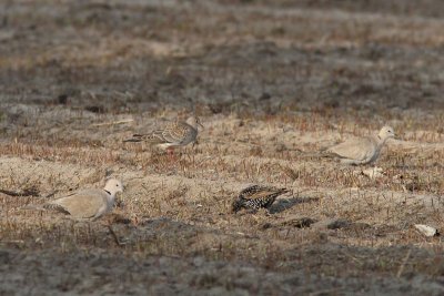 Streptopelia turtur - European Turtle-Dove