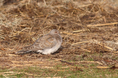 Streptopelia turtur - European Turtle-Dove