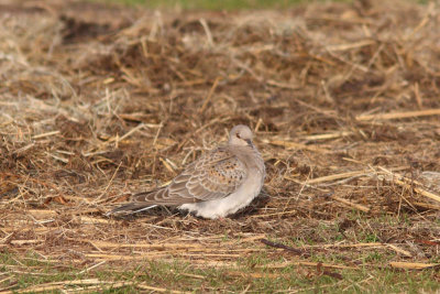 Streptopelia turtur - European Turtle-Dove