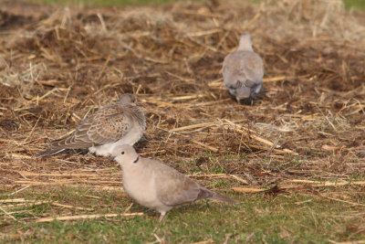 Streptopelia turtur - European Turtle-Dove