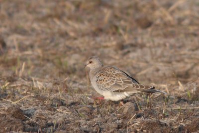 Streptopelia turtur - European Turtle-Dove