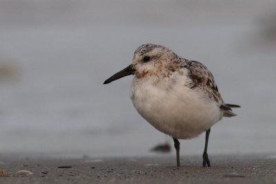 Calidris alba - Sanderling