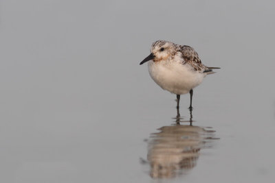 Calidris alba - Sanderling