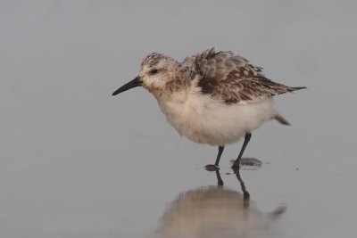 Calidris alba - Sanderling