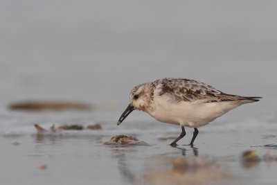 Calidris alba - Sanderling