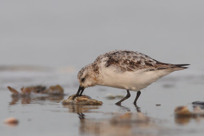 Calidris alba - Sanderling