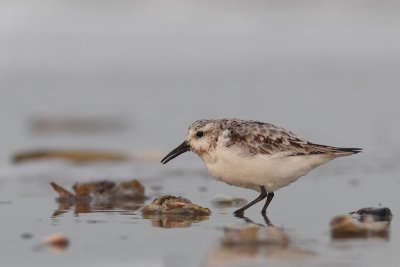 Calidris alba - Sanderling