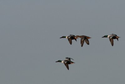 Anas clypeata - Northern Shoveler
