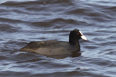 Fulica atra - Eurasian Coot