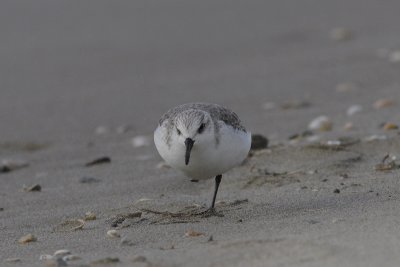 Calidris alba - Sanderling