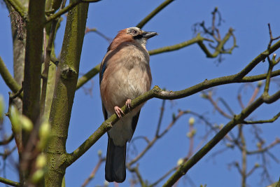 Garrulus glandarius - Eurasian Jay