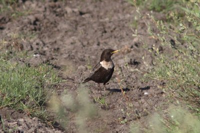 Turdus torquatus - Ring Ouzel
