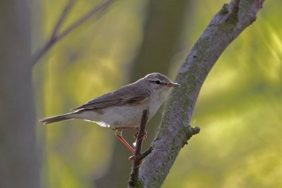 Phylloscopus trochilus - Willow Warbler 
ssp acredula?