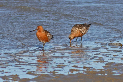 Limosa lapponica - Bar-tailed Godwit