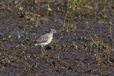 Tringa glareola - Wood Sandpiper
